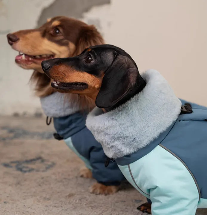 Dachshund in a Navy Blue thick cotton-padded four-leg jacket for autumn and winter, lambswool fabric