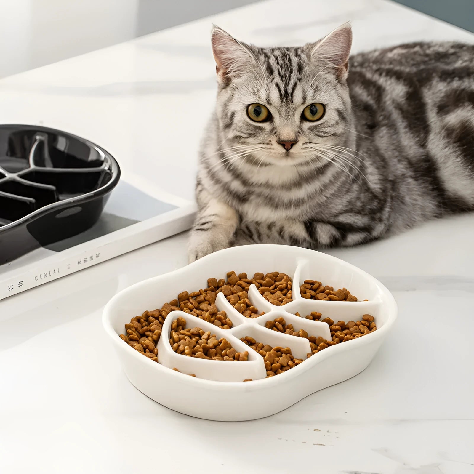 Ceramic shallow cat bowl in black on a light background, showing wide lip and low profile for whisker comfort