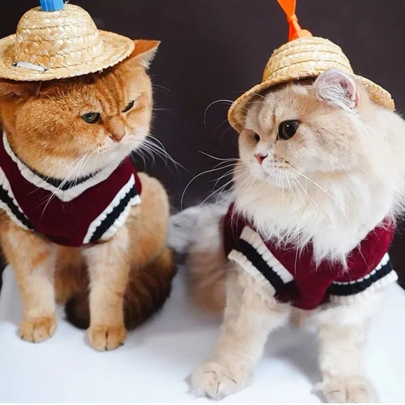 Silver gradual layer college style winter cat clothes in blue duck colour for British Shorthair cats