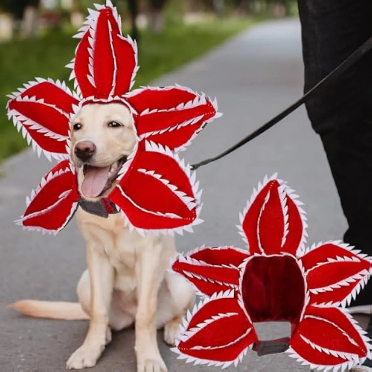 Dog wearing Halloween demon chomper hat costume with flower headband for medium-sized pets