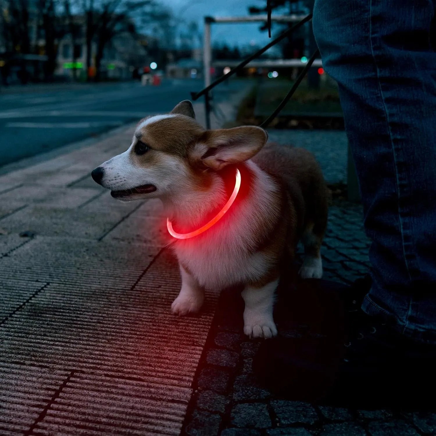 Blue USB-rechargeable LED dog collar glowing on a dog's neck at night.
