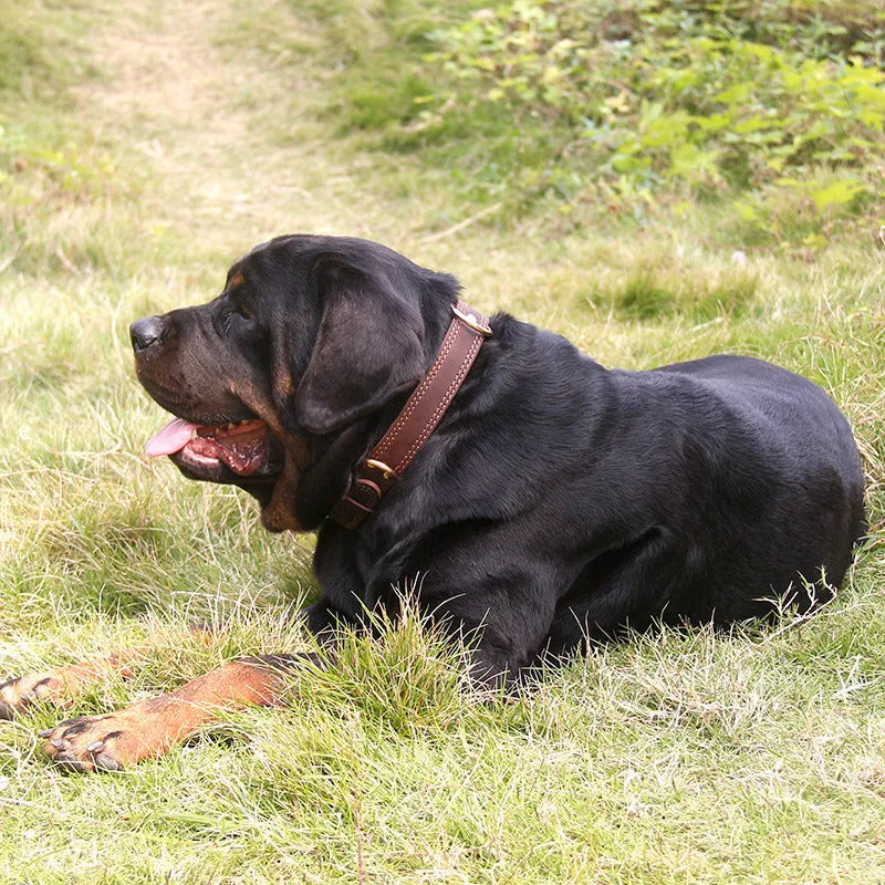 Black cowhide dog collar with metal buckle, size M suitable for medium dogs