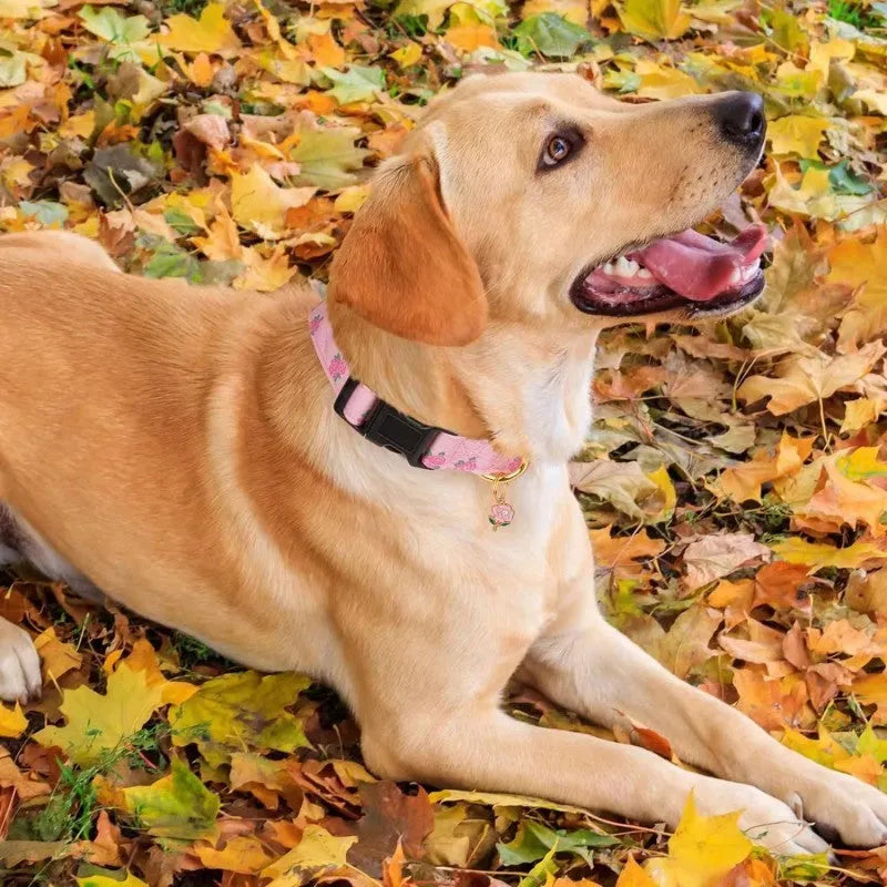Adjustable dog collar with floral pattern in Strawberry colour on a white background