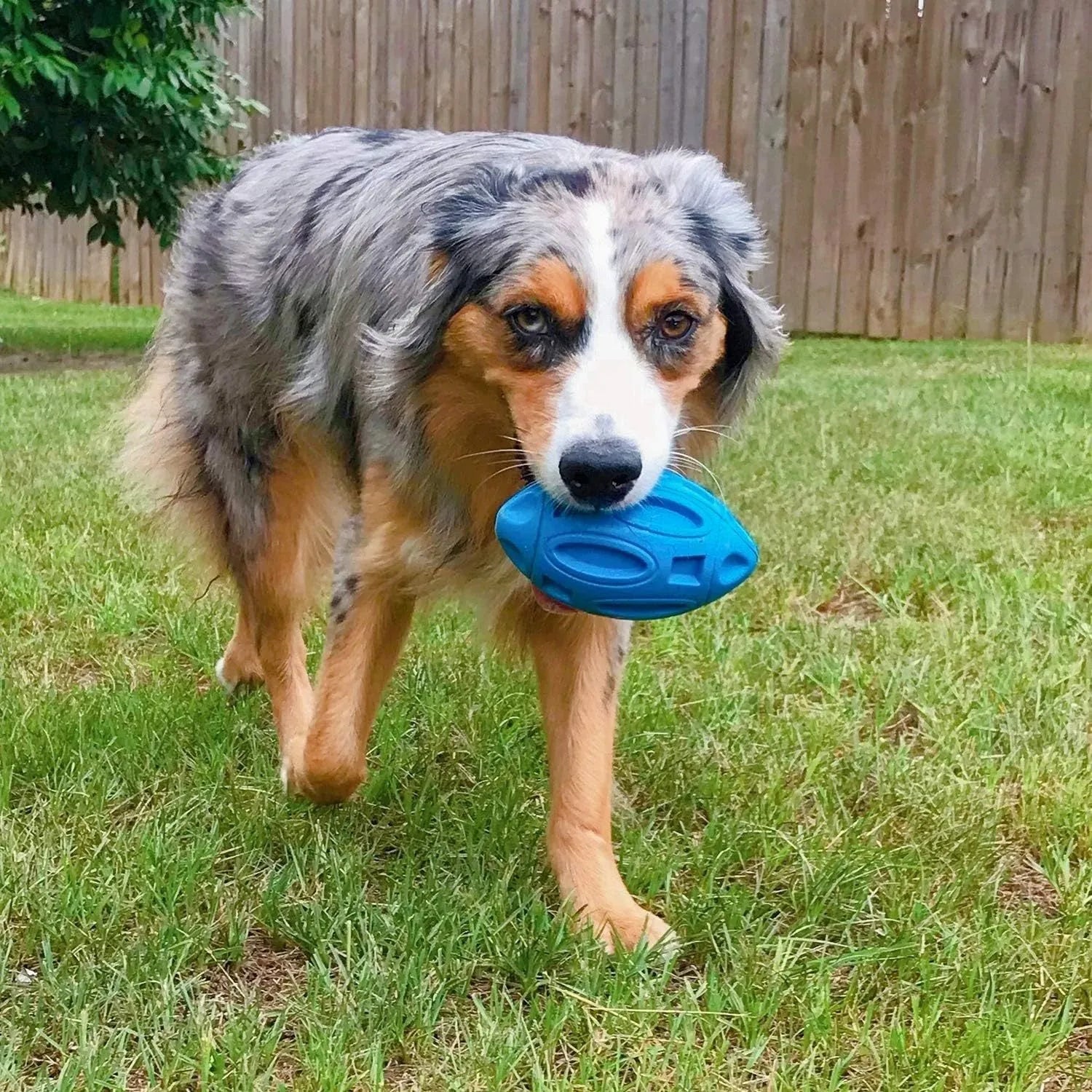 Natural rubber squeaky dog ball toy with surface grooves for medium and large breed aggressive chewers