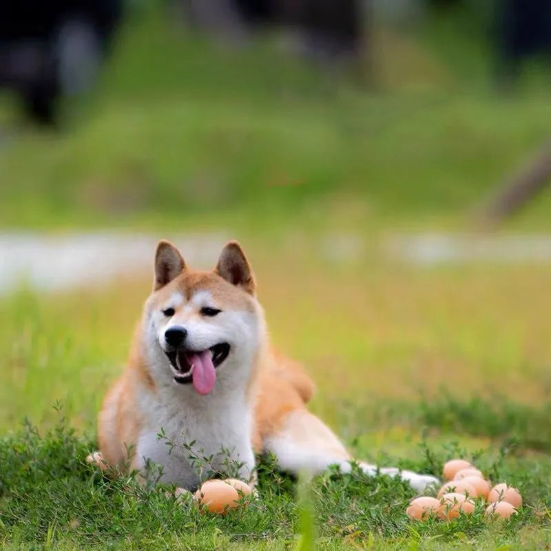 Egg-shaped dog toy with sound effects for chewing and dental care