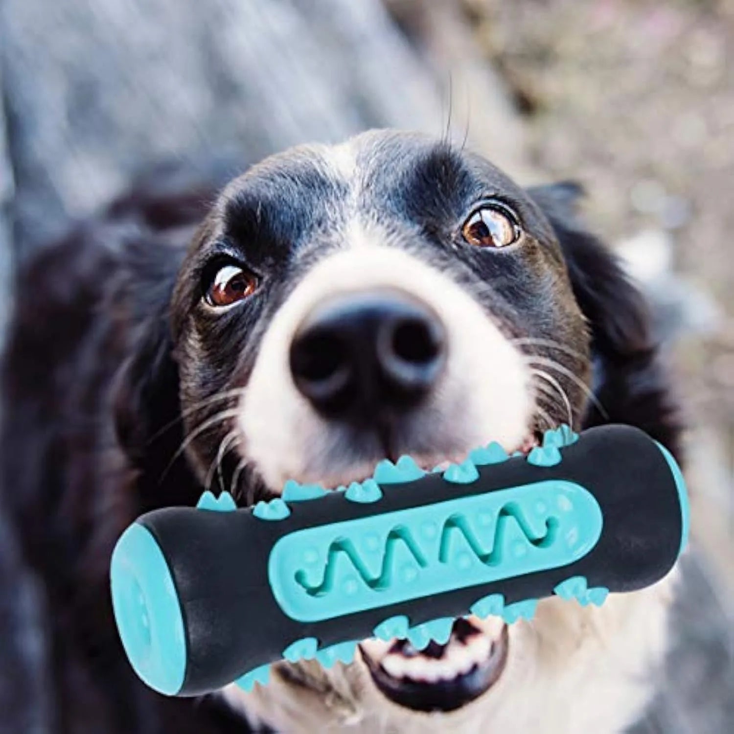 Natural rubber dog dental chew toy in blue, showing textured cleaning surface and size.
