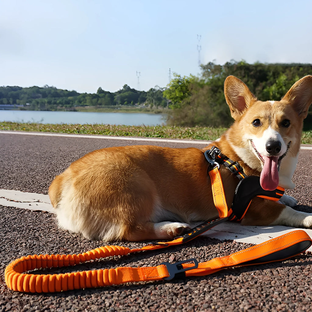 Large retractable dog walking lead with hand-holding grip and reflective safety strips in orange, khaki, or black.