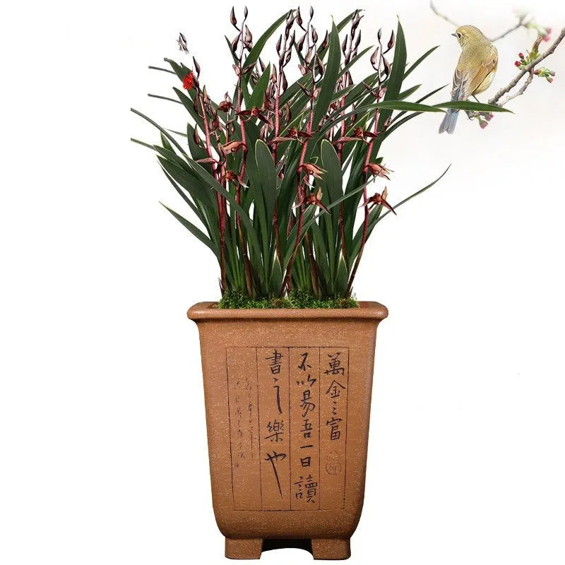 Hand-carved square purple sand ceramic flower pot large size for Clivia and orchids