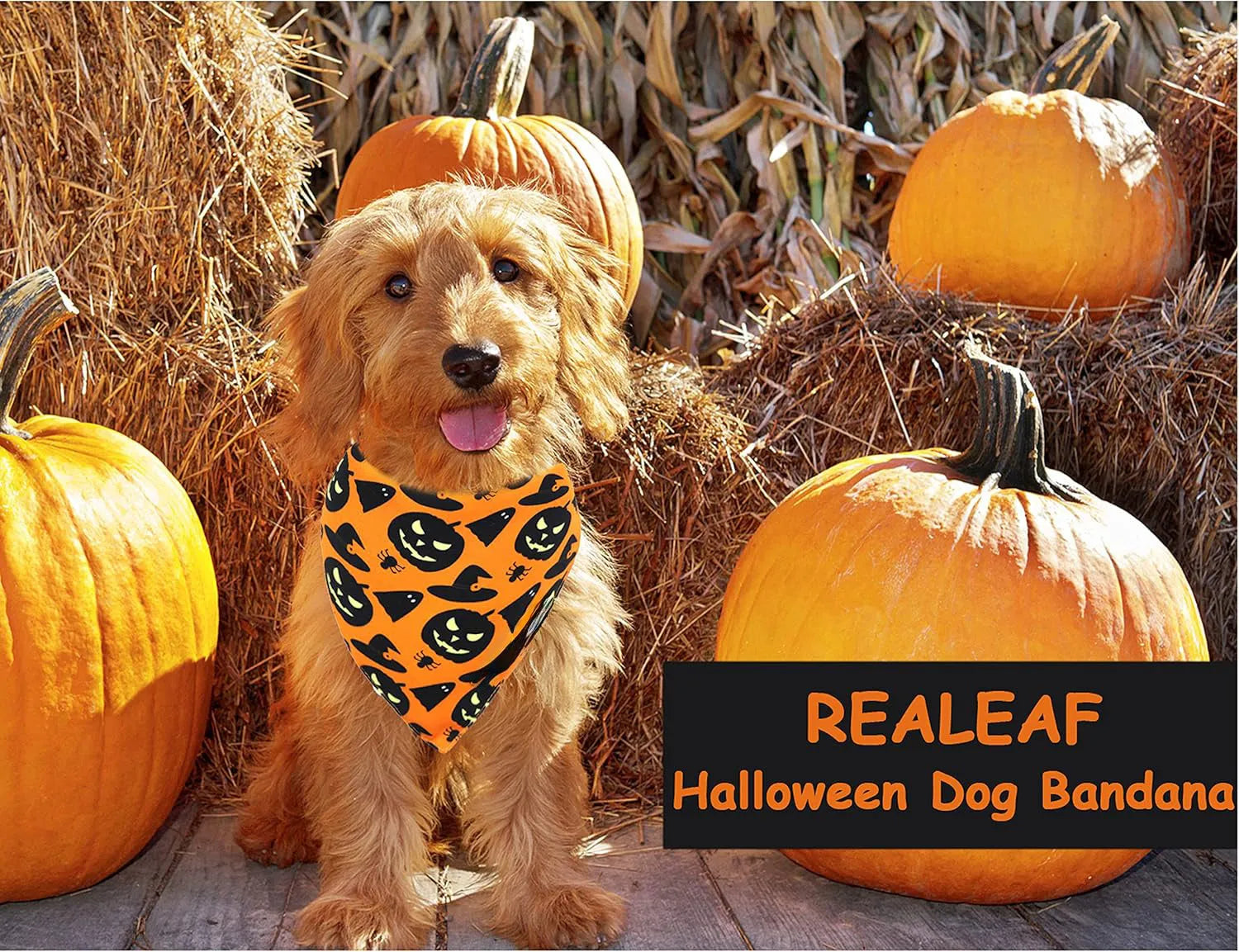 Black and orange reversible Halloween dog bandana with pumpkin and spider web patterns, showing adjustable neck strap