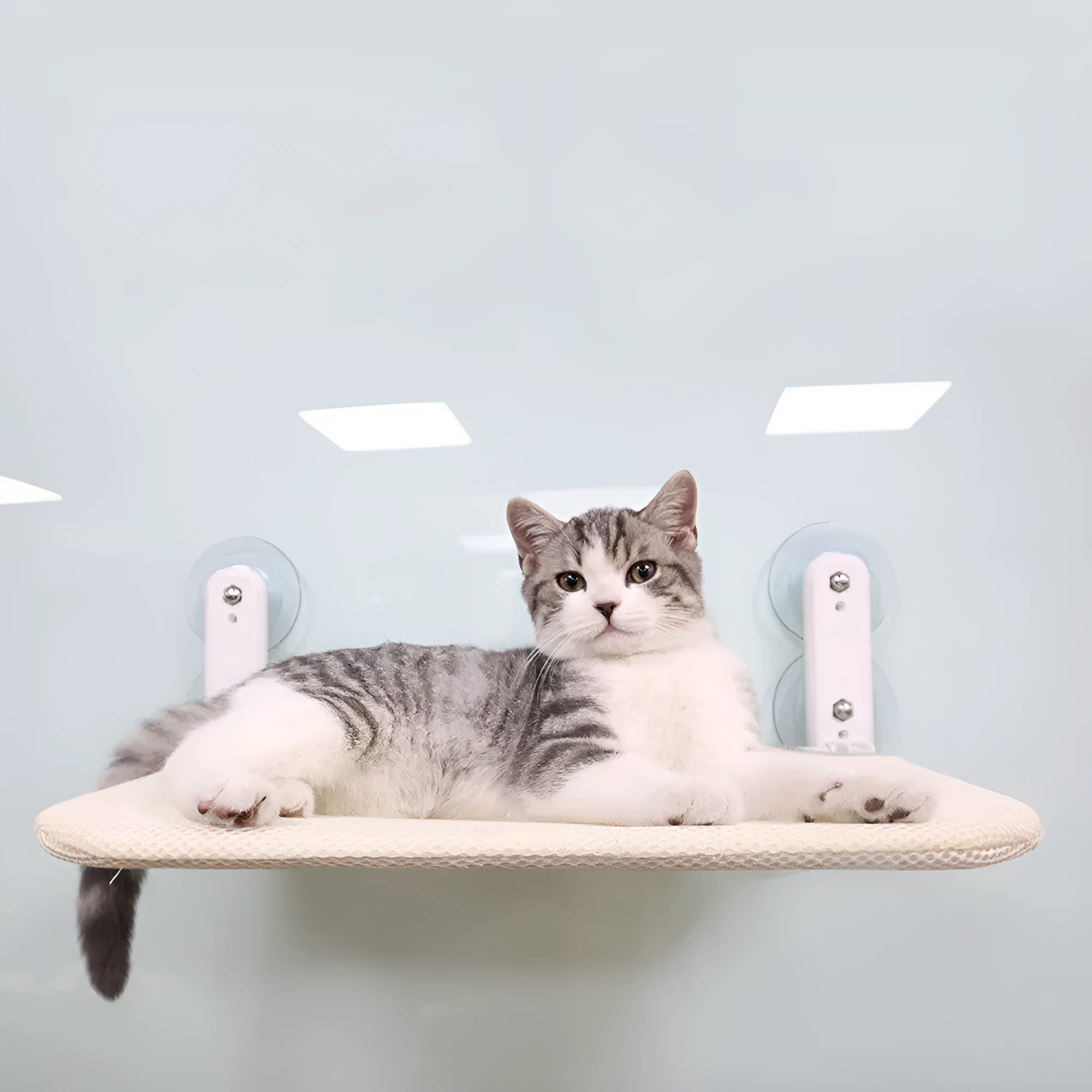 Cat hammock with suction cups attached to a window, beige mesh fabric and stainless steel frame
