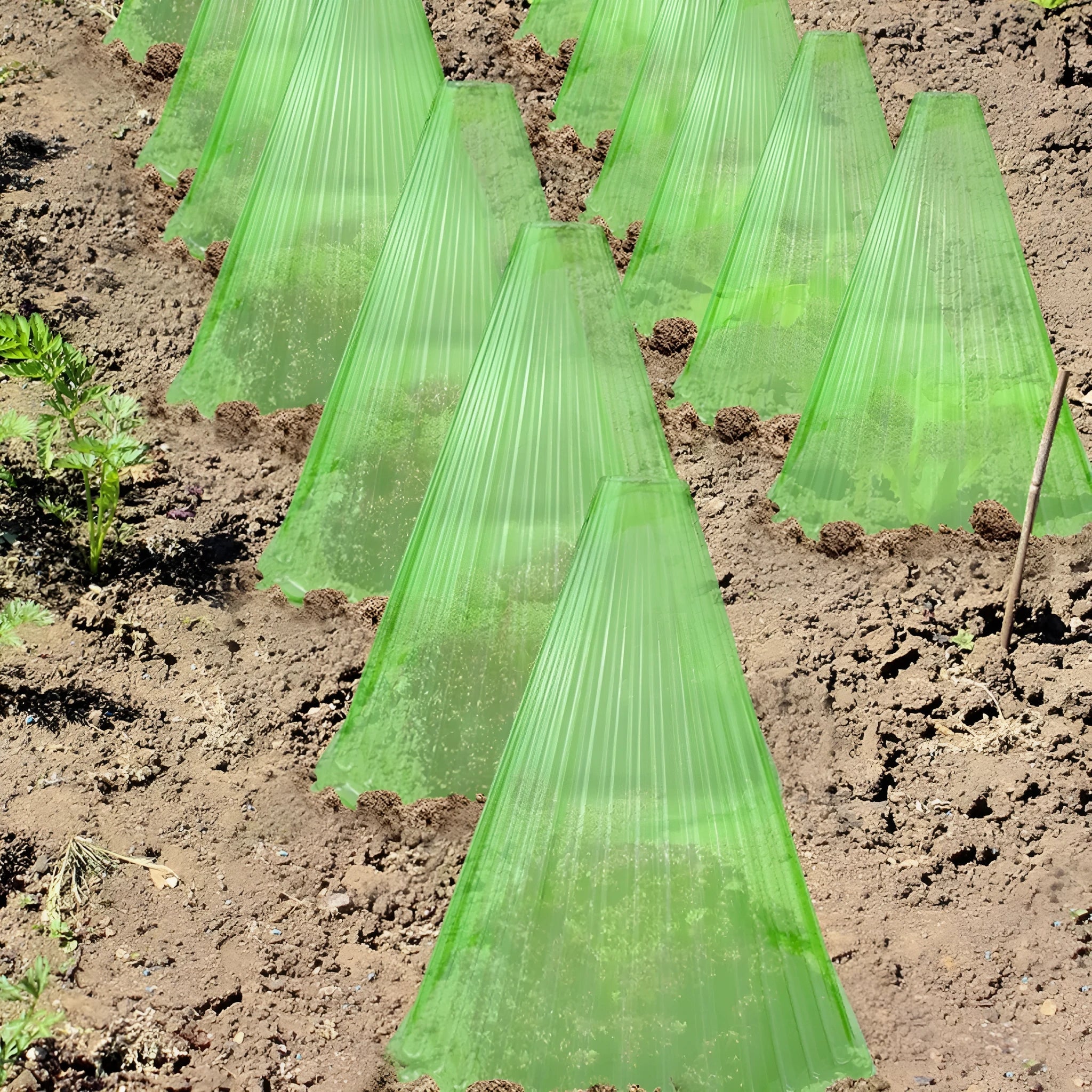 Reusable square plastic plant bell jar in green with ground nail for garden frost protection
