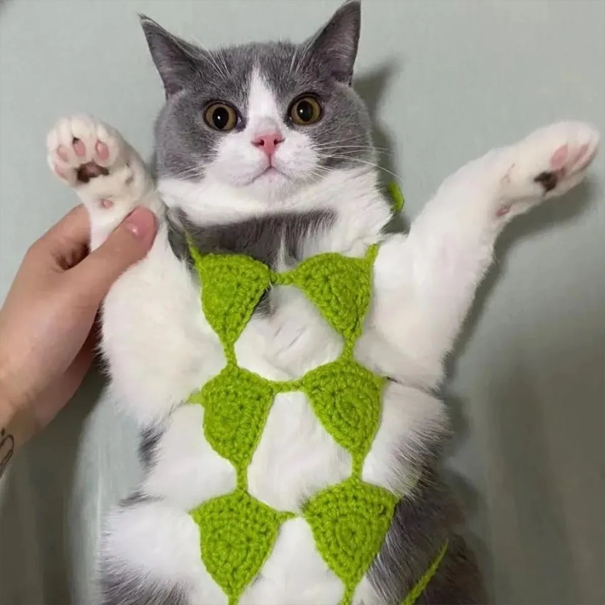 Cat wearing adjustable bikini costume in sweet style design with elastic straps