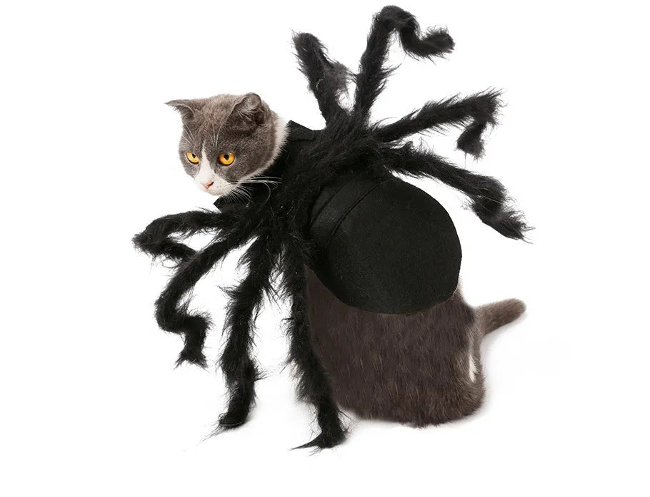 Black pet spider costume on dog made from felt cloth plush feather ribbon and hard paper for Halloween party