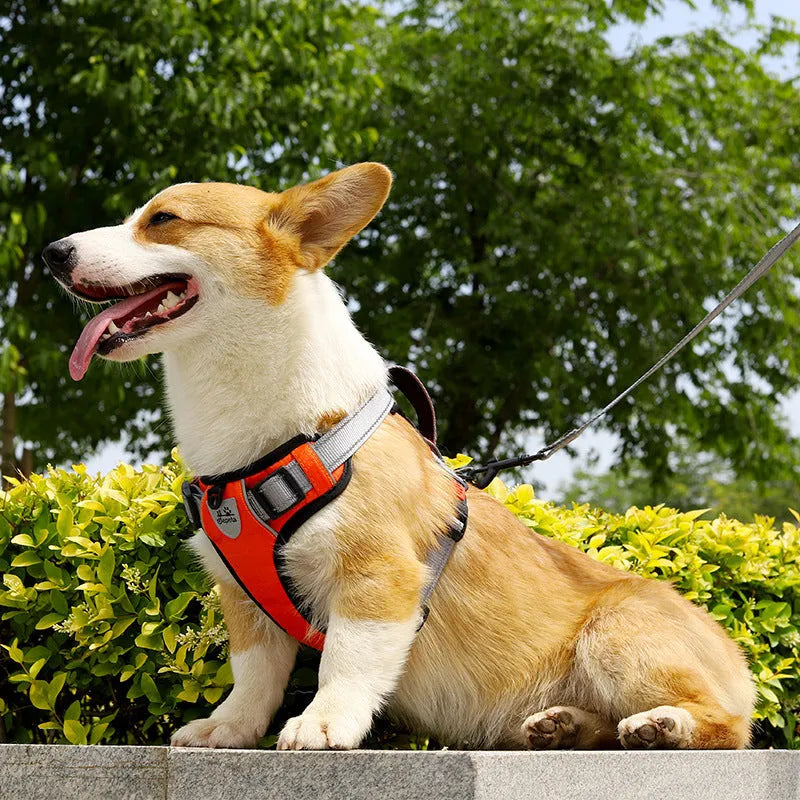 Adjustable polyester dog harness in multiple colours with chest strap and optional hand-holding rope