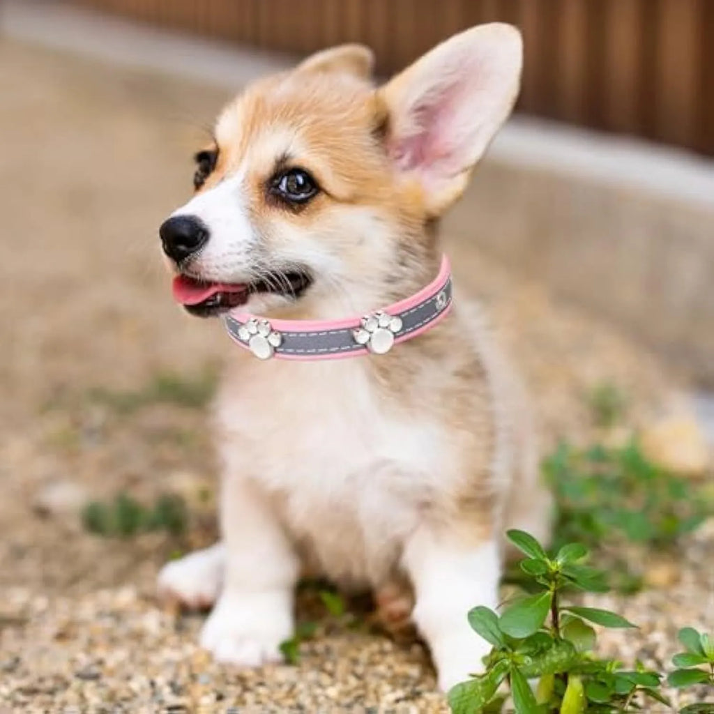 Reflective adjustable leather dog collar with cute paw rivet on a grey background