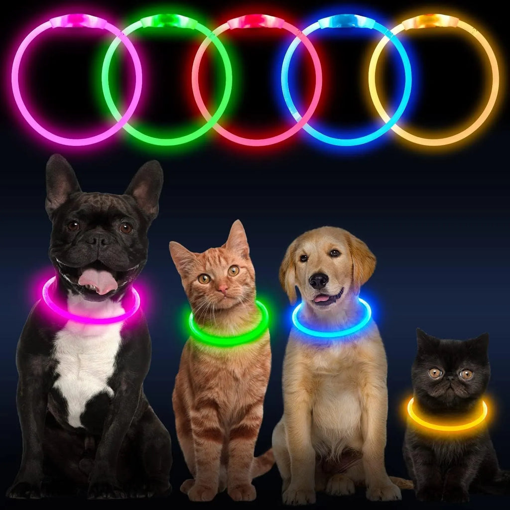 Blue USB-rechargeable LED dog collar glowing on a dog's neck at night.