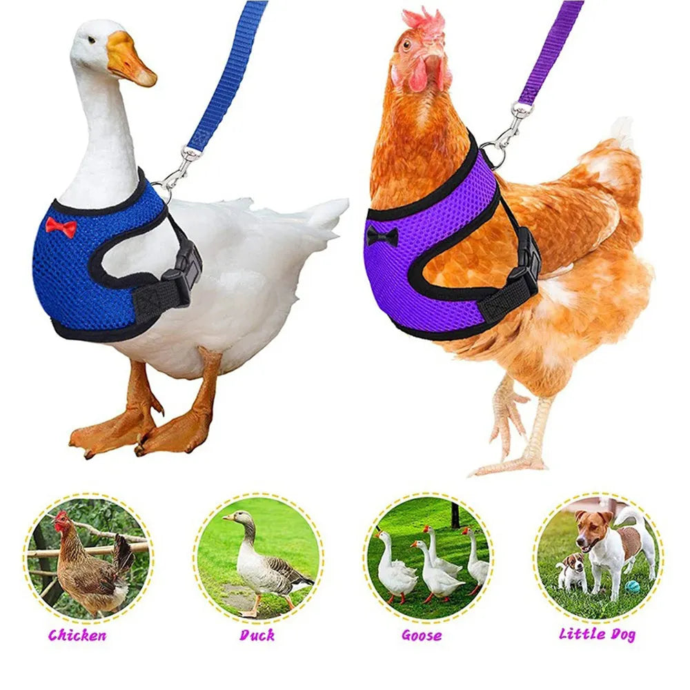 Poultry vest harness on a chicken with an attached lead, shown in red, with size chart visible.