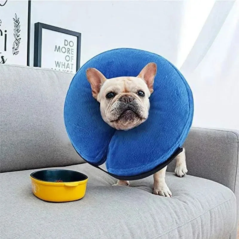 Blue inflatable recovery collar for a dog, showing soft cone alternative to plastic surgical collars.