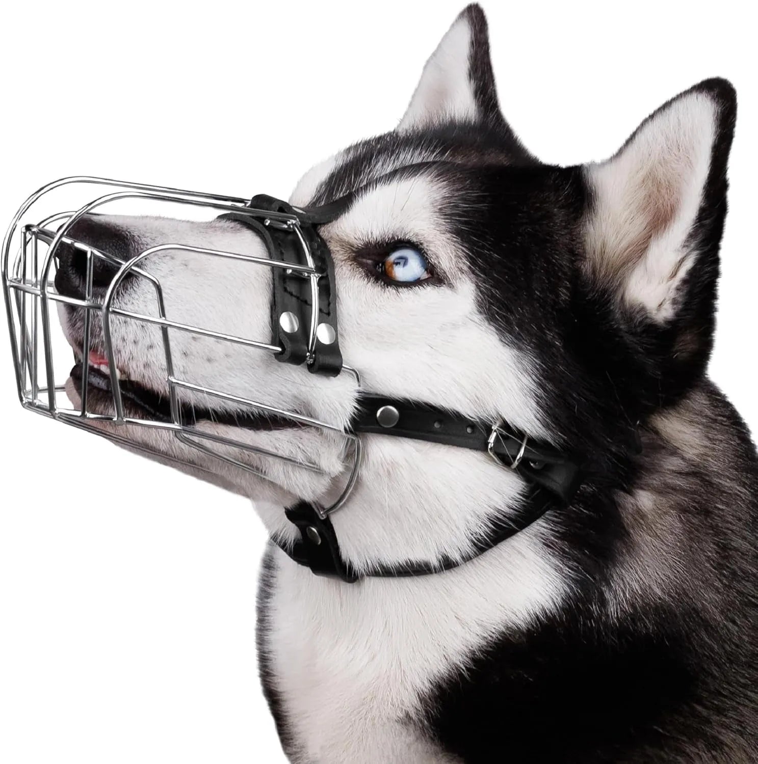 Black metal basket dog muzzle designed for Golden Retrievers and German Shepherds.