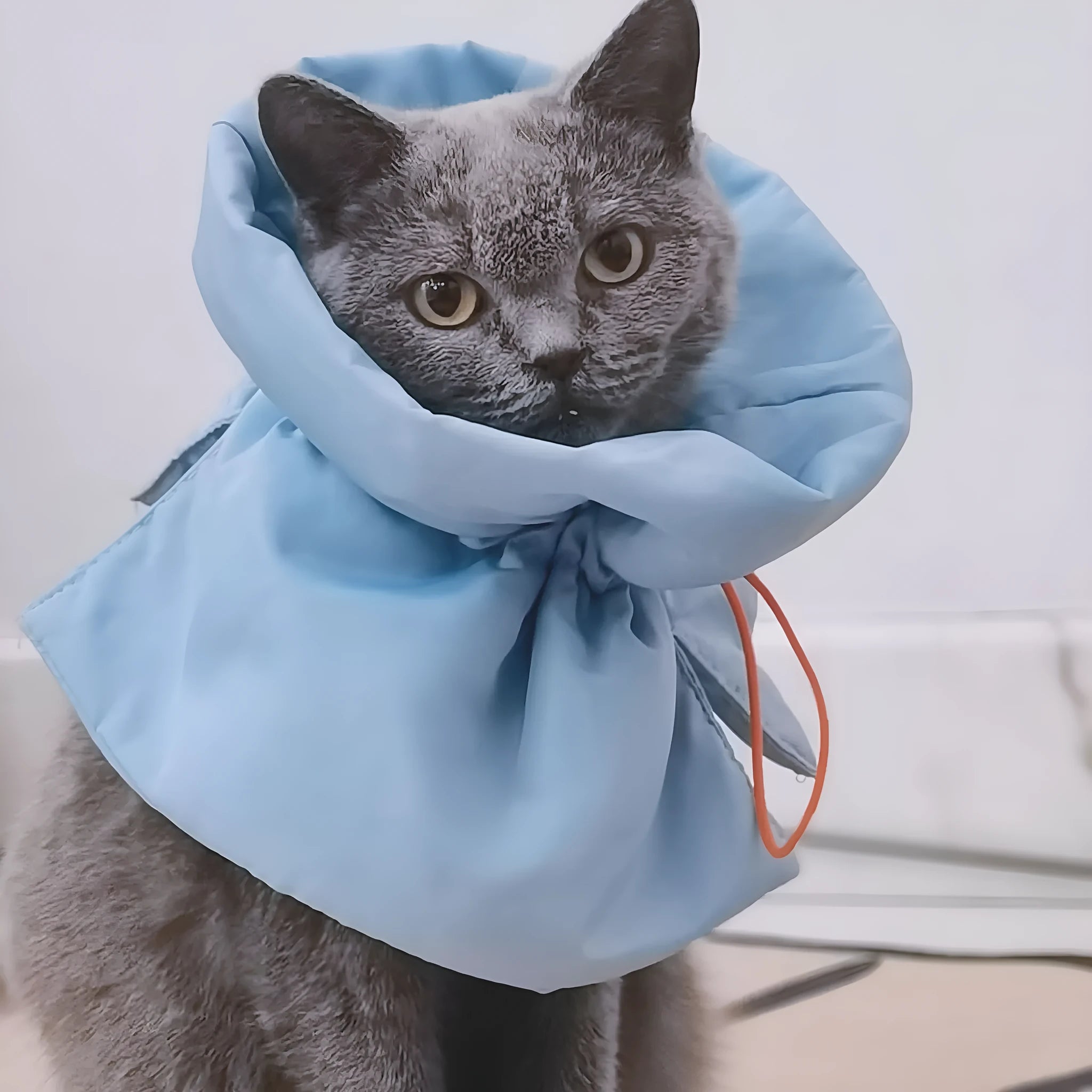 Soft light blue adjustable polyester cat recovery collar with elastic buckle on a flat surface.