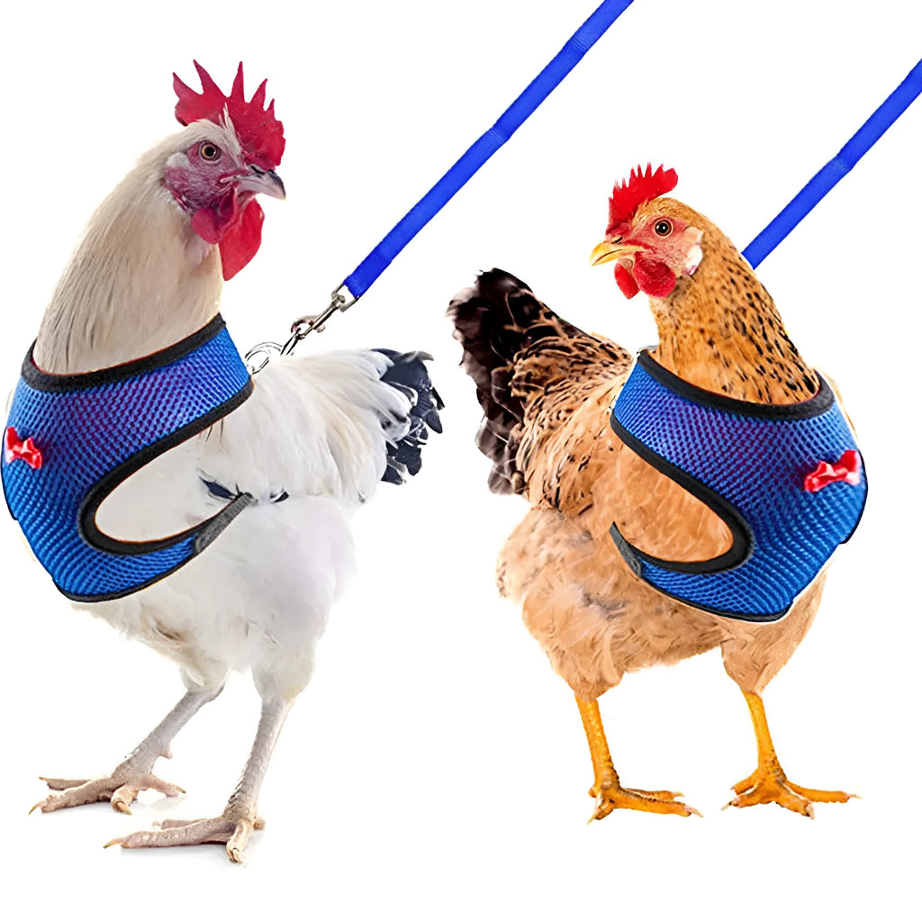 Poultry vest harness on a chicken with an attached lead, shown in red, with size chart visible.