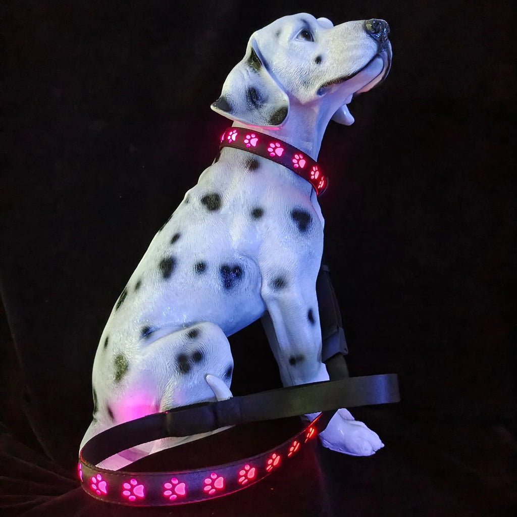 USB rechargeable LED dog collar glowing with multiple colours on an adjustable polyester strap.