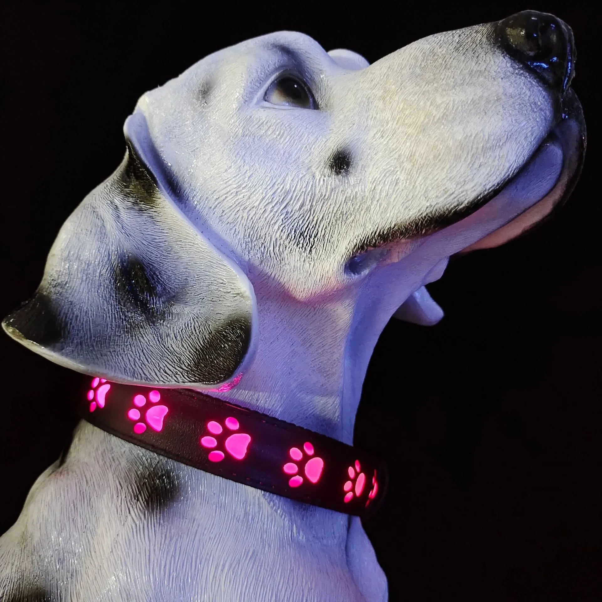 USB rechargeable LED dog collar glowing with multiple colours on an adjustable polyester strap.