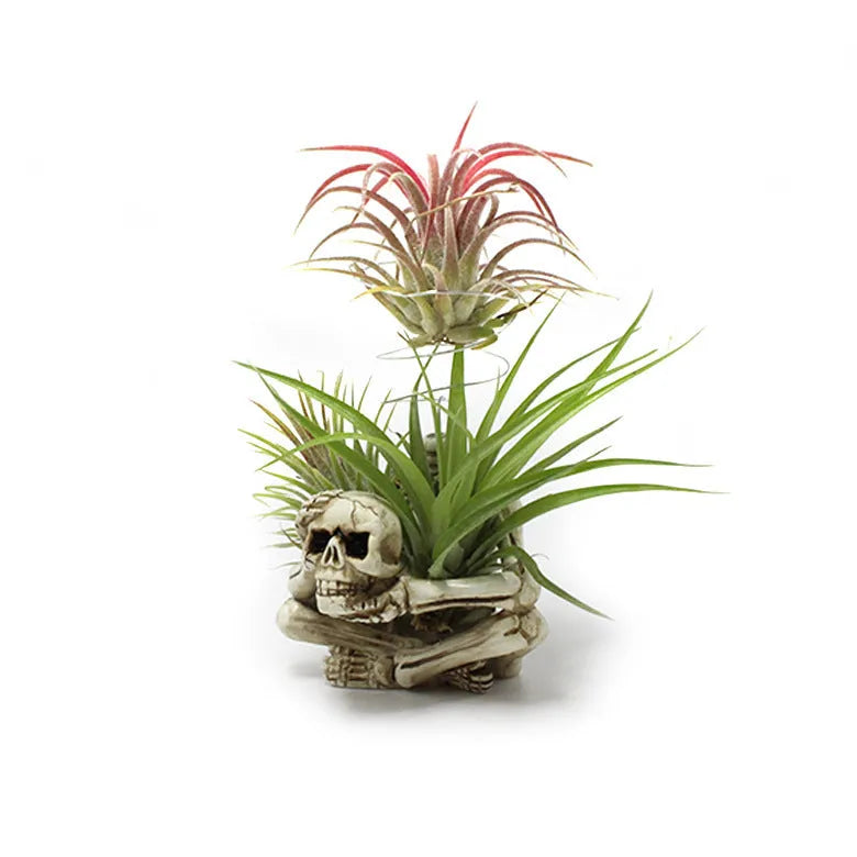 Gothic skull design resin Tillandsia bracket holding an air plant, showing its 12.5cm height.