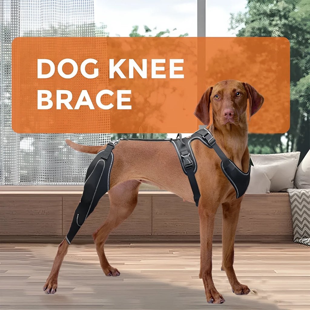 Black dog thigh protective sleeve with adjustable metal brace for postoperative recovery in medium size