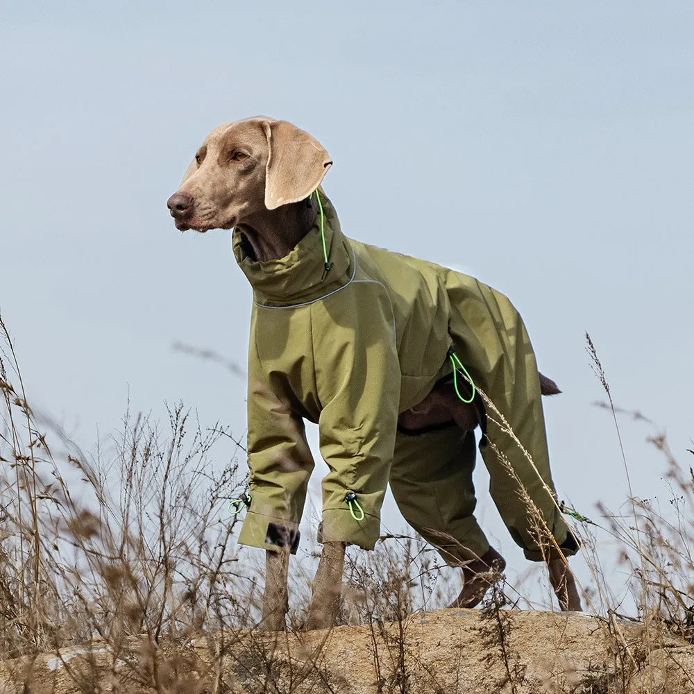 Large dog wearing a windproof four-leg polyester jacket with turtleneck in Turmeric colour