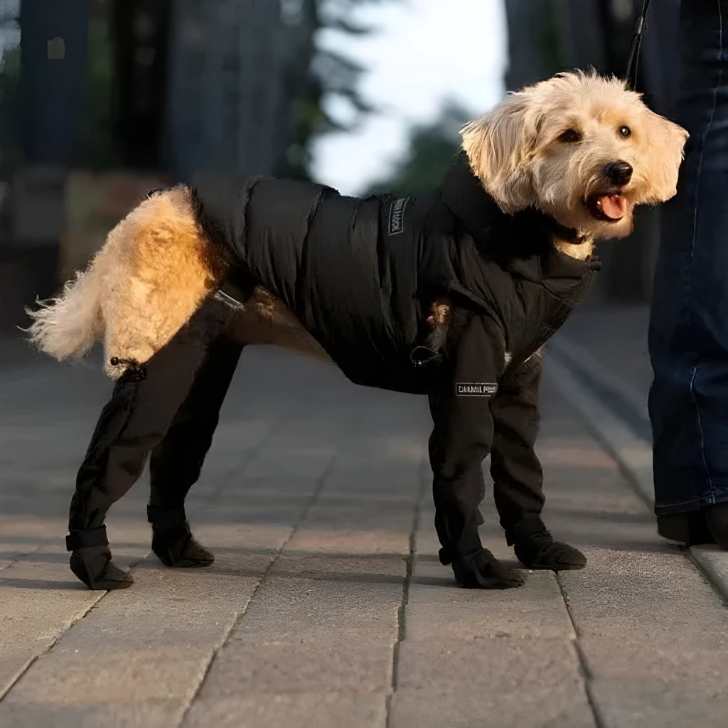 A pair of black dog shoes with a strap closure, shown on a dog's paw.