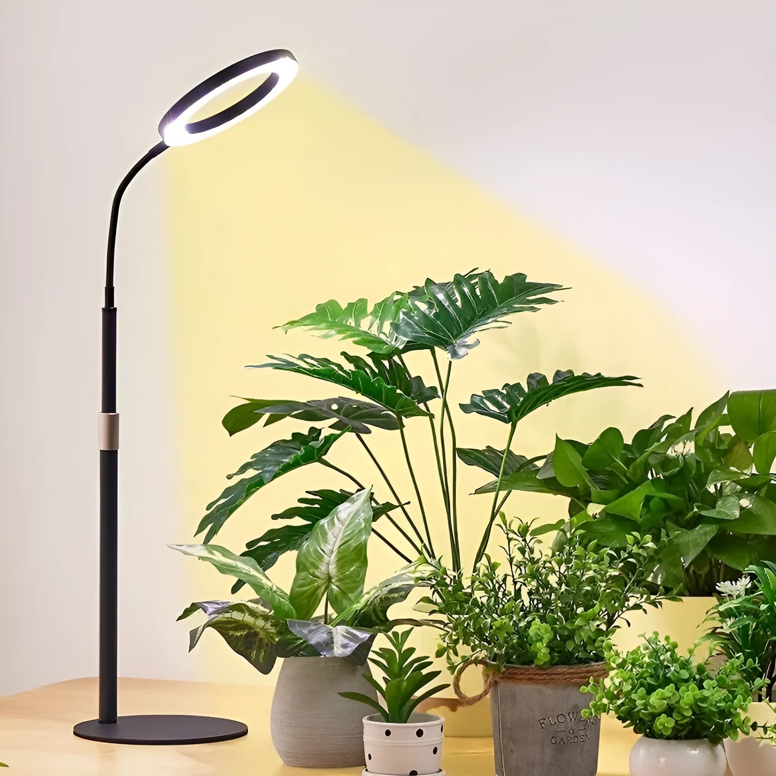 6-inch diameter Angel Ring grow light on a retractable floor stand, for indoor houseplants.