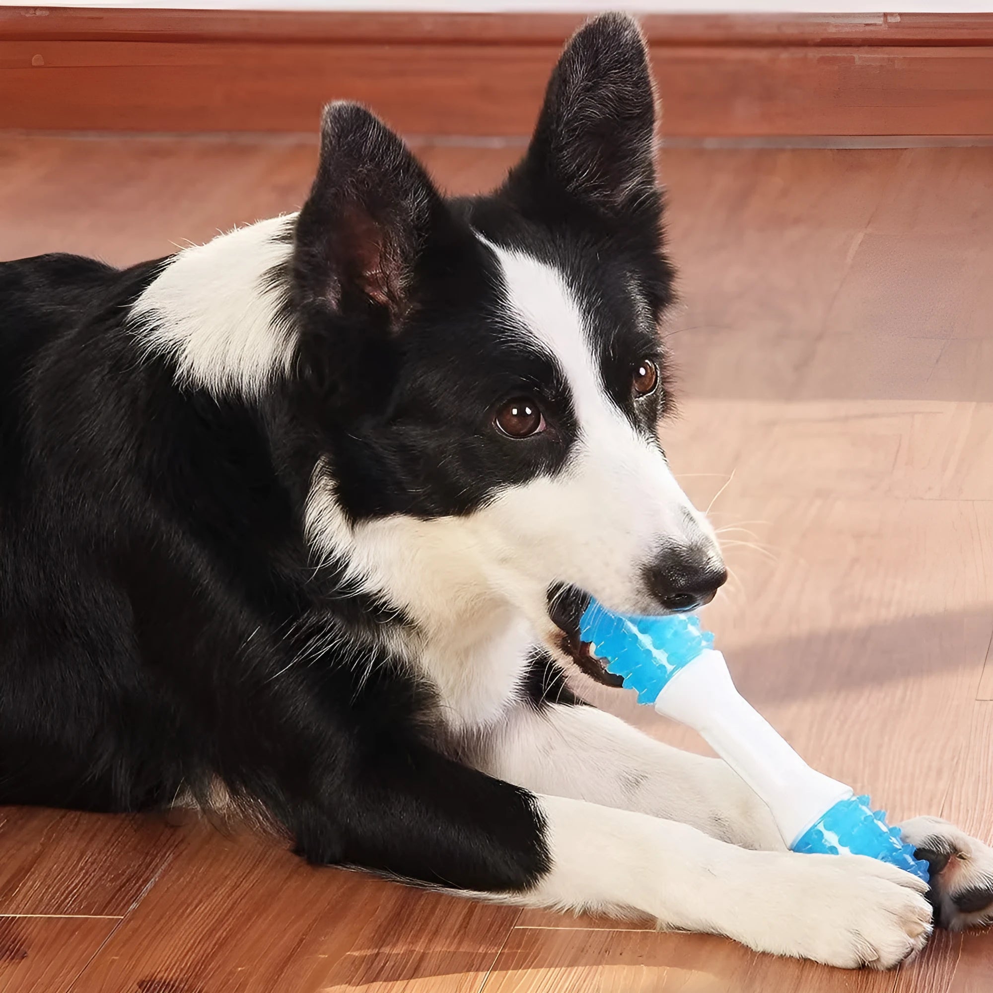 Dual-colour rubber puppy teething chew toy for dogs aged 2 to 8 months, shown in small, medium, and large sizes.