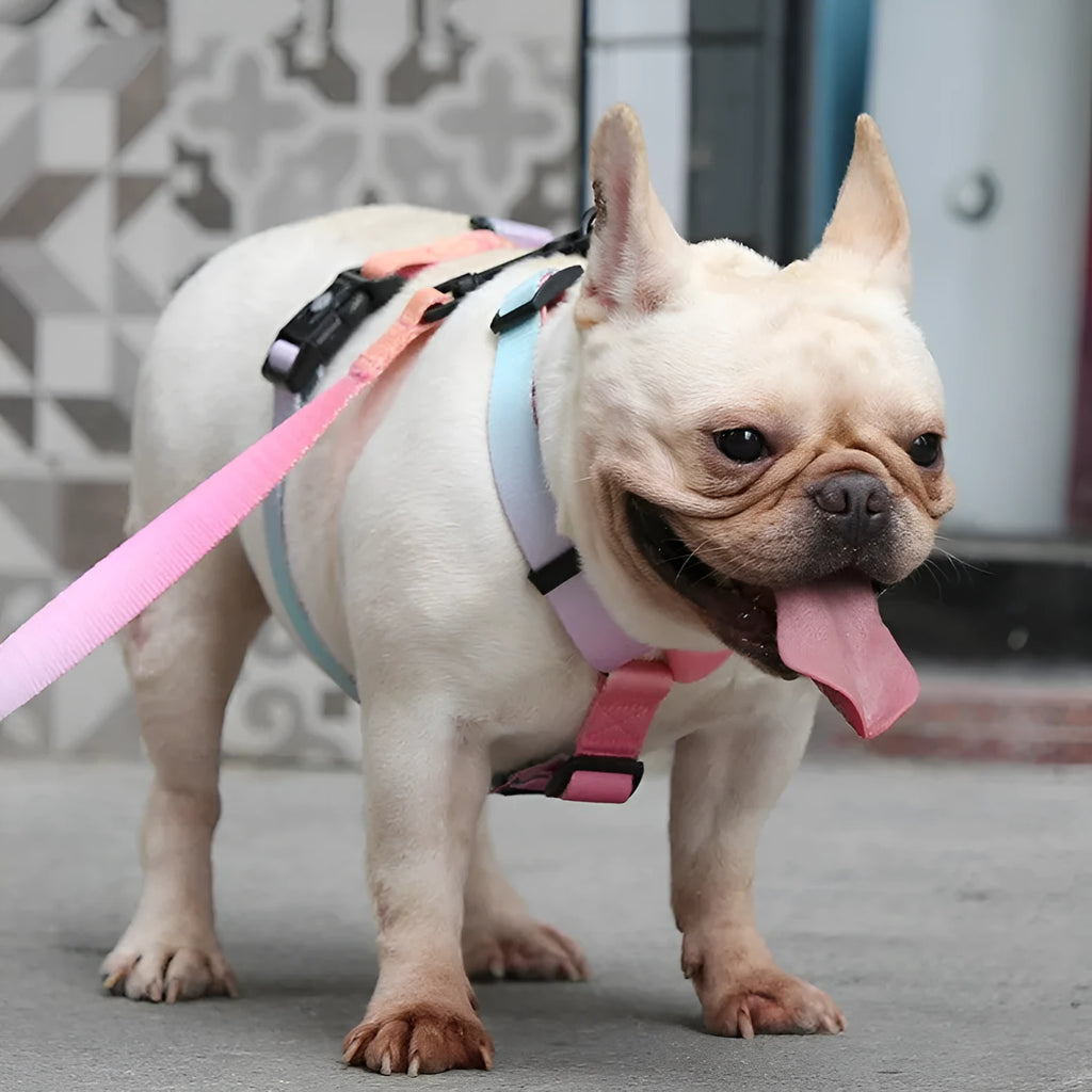 Gradient colour pet chest strap harness in purple, blue, neon, and green patterns on a dog.