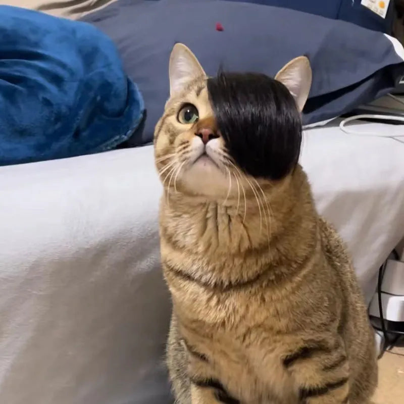 Black polyester cat wig with imitation braid for fox fancy dress costume.