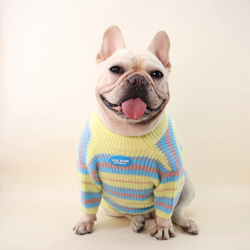 Blue and yellow striped wool dog sweater for small breeds including Jarre Aero Bull and Schnauzer