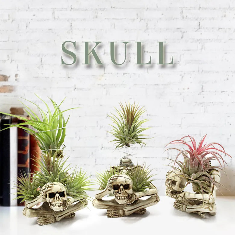 Gothic skull design resin Tillandsia bracket holding an air plant, showing its 12.5cm height.