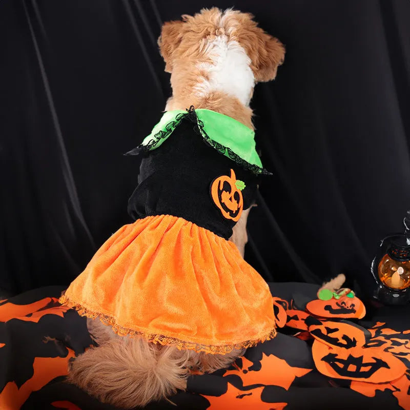 Orange crystal velvet Halloween pumpkin skirt costume on a small white dog.