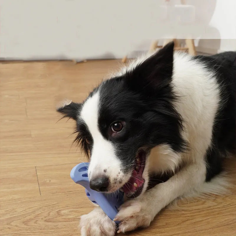 Blue boomerang-shaped rubber dog chew toy with molar texture for medium and large breed dogs.