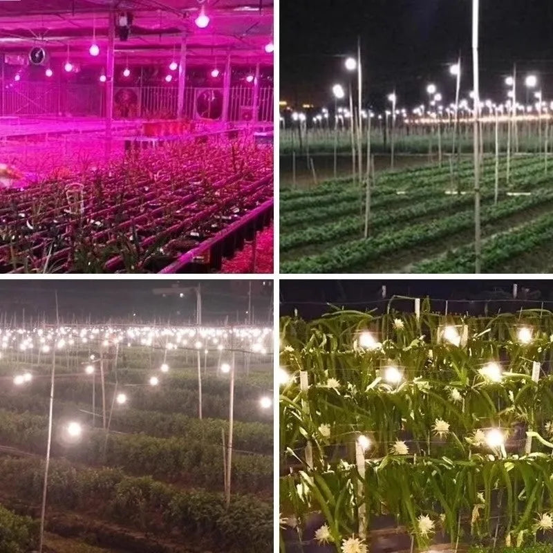 LED plant fill light bulb 9W 12W 15W 18W PC shell IP54 for chrysanthemum succulent dragon fruit passion fruit cultivation