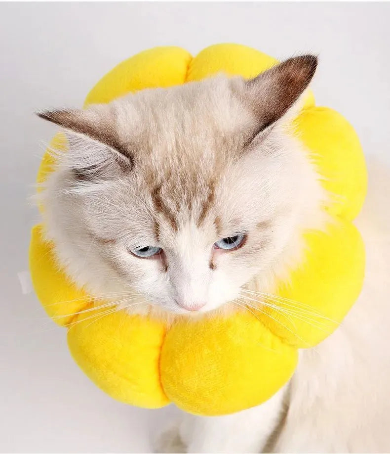 Soft cotton pet recovery Elizabethan collar with adjustable band on a cat.