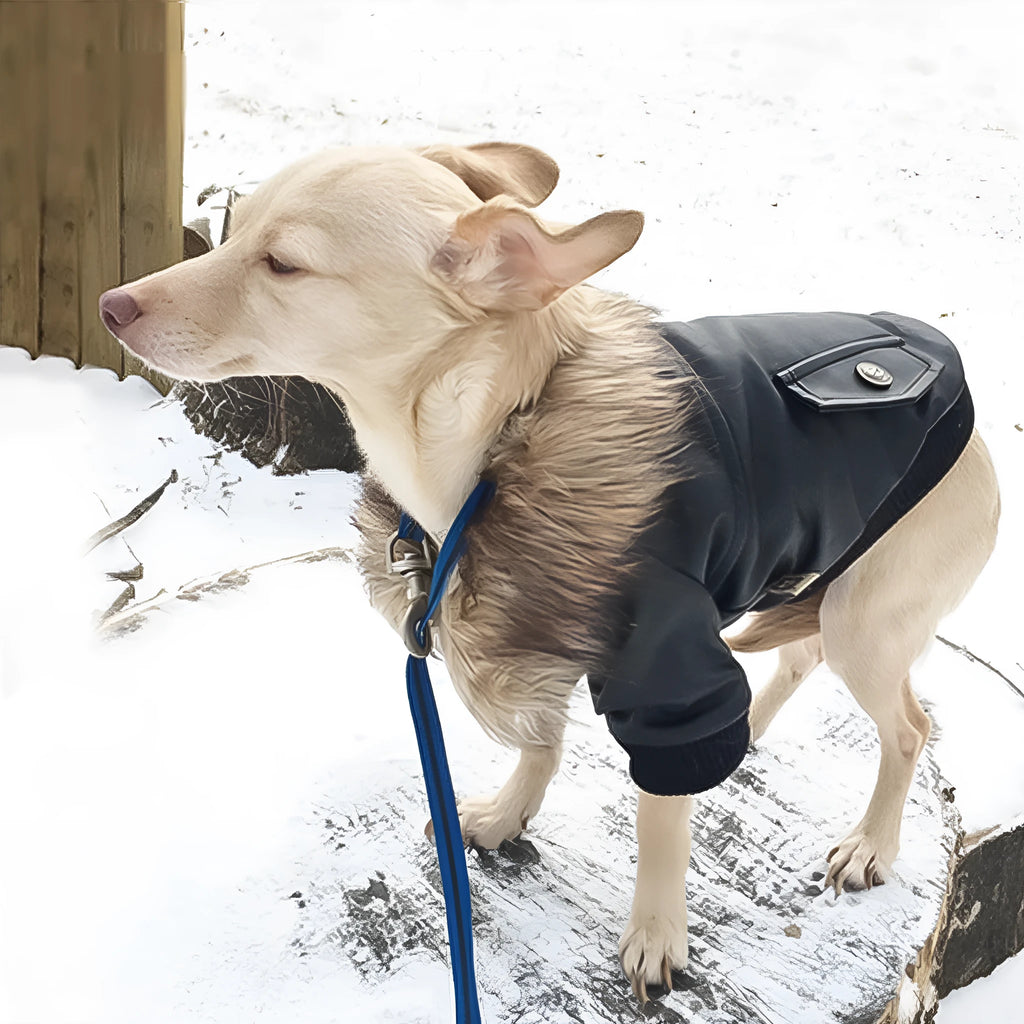 British style leather dog coat with faux fur collar in black colour