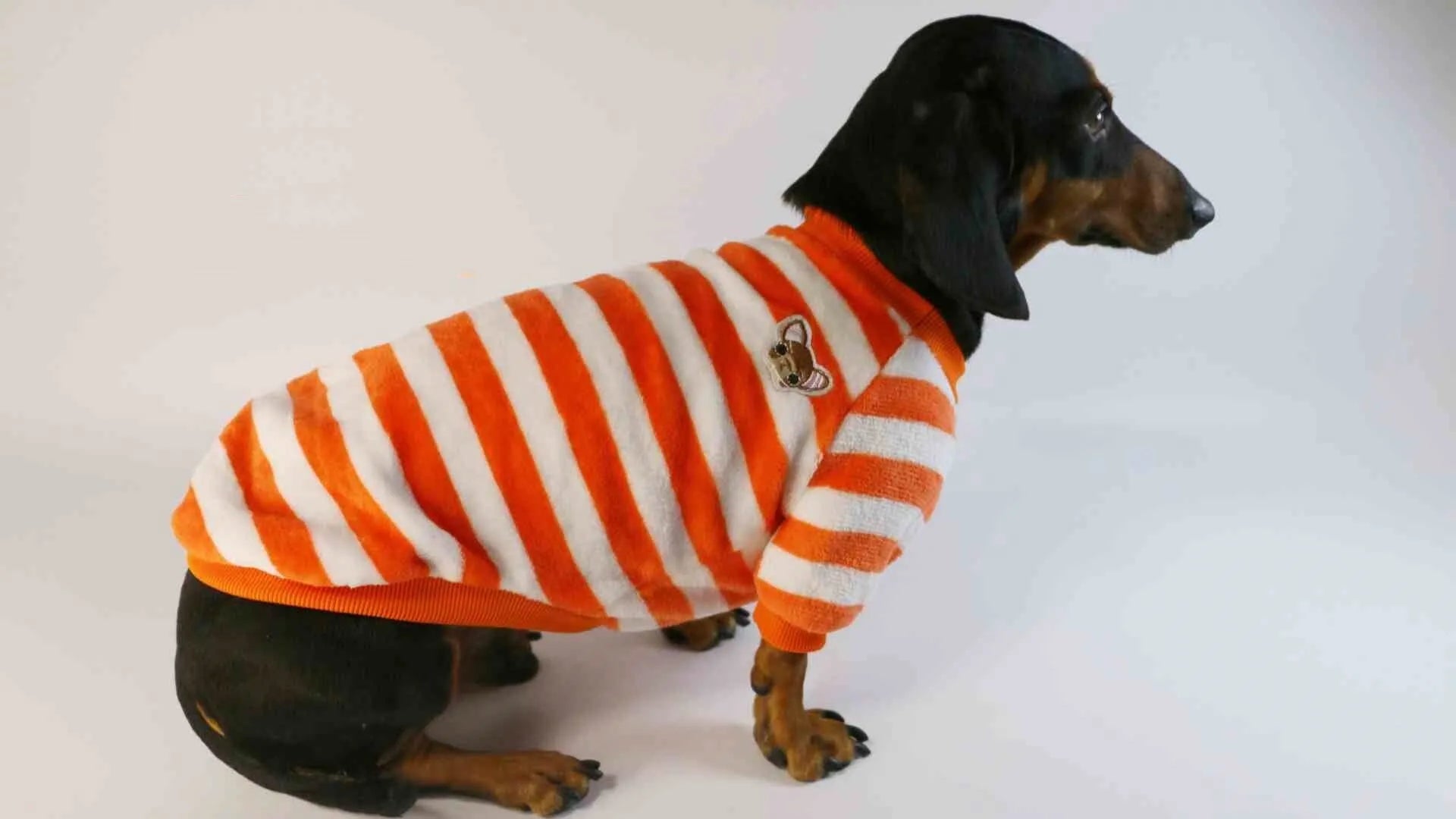 Striped round neck pet sweatshirt for dogs and cats in casual style
