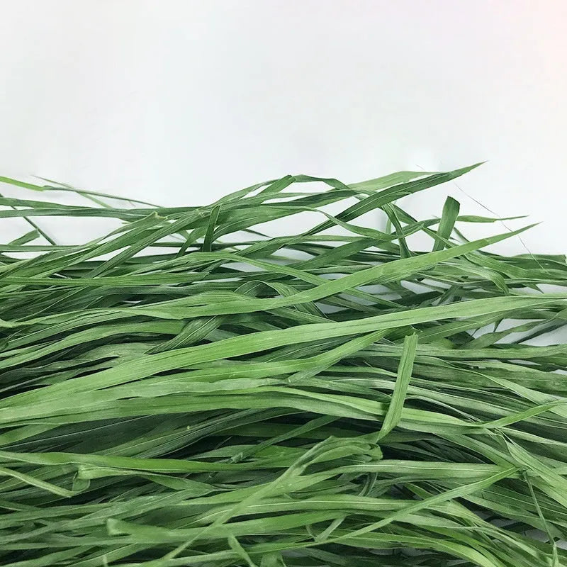 Dried Timothy grass 1kg gross 680g net pack for rabbits chinchillas and guinea pigs