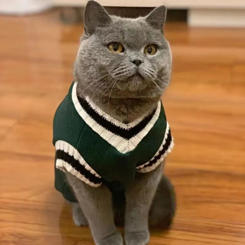 Silver gradual layer college style winter cat clothes in blue duck colour for British Shorthair cats
