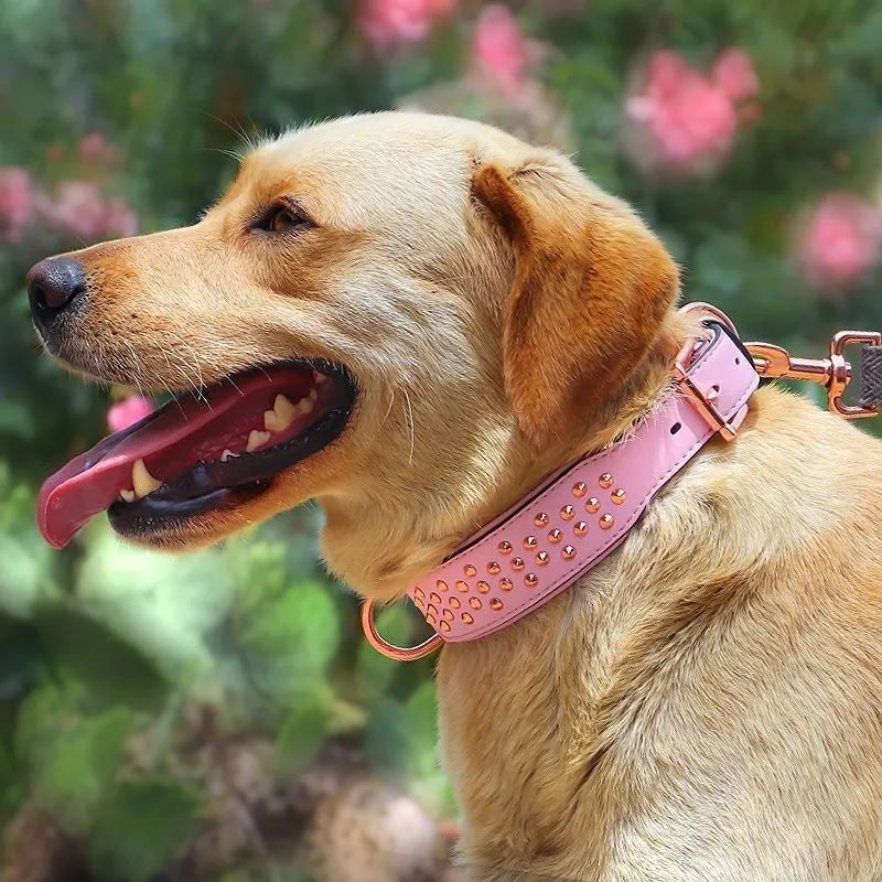 Close-up of a black leather dog collar with metal rivets and an adjustable buckle.