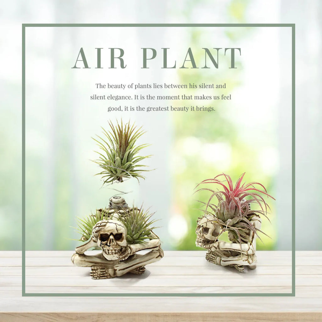 Gothic skull design resin Tillandsia bracket holding an air plant, showing its 12.5cm height.