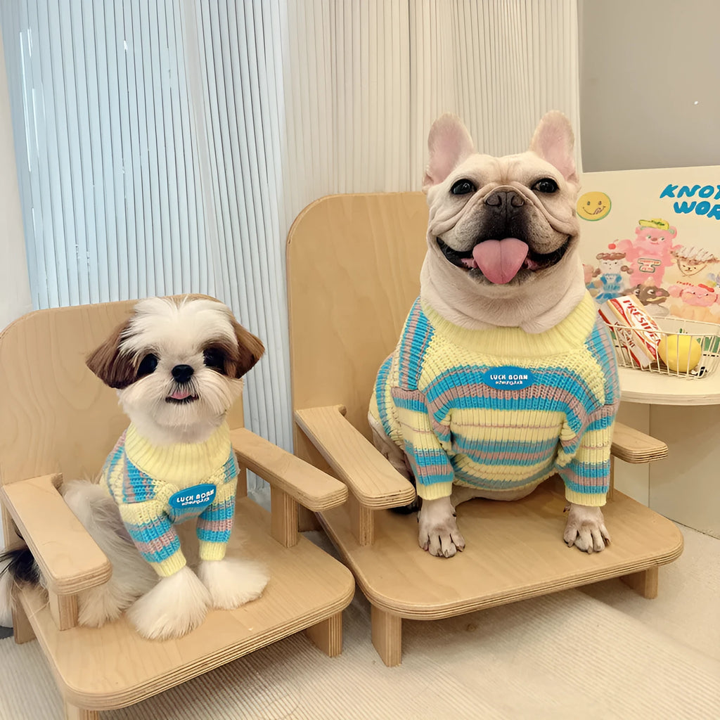 Blue and yellow striped wool dog sweater for small breeds including Jarre Aero Bull and Schnauzer