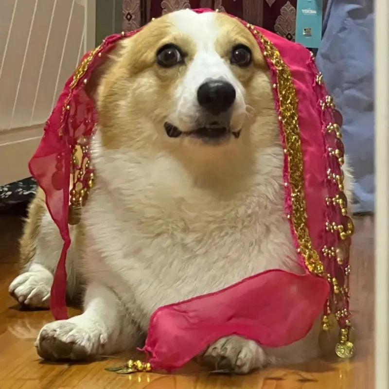 Corgi belly dance hip scarf with sequined waist chain in rose red, red, yellow, purple, sapphire blue and lake blue