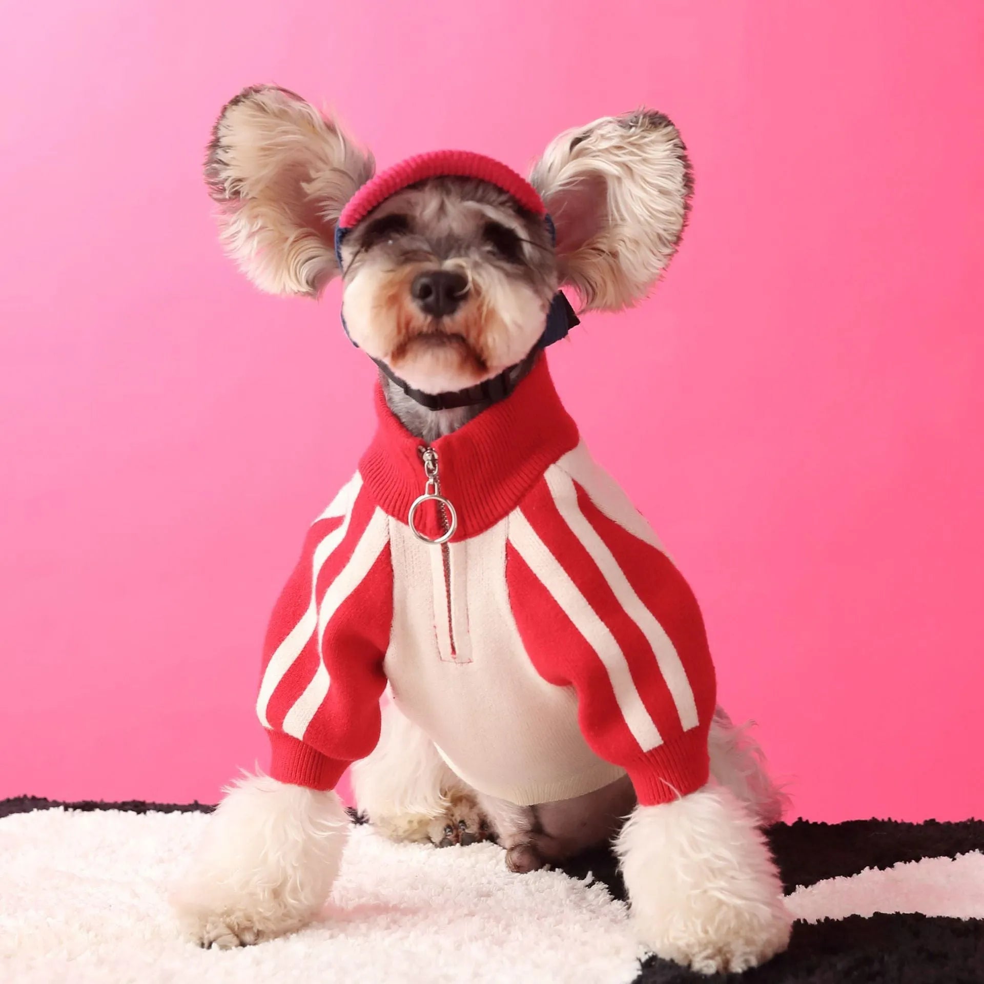 Puppy dog sports sweater cardigan in wool for men's pet clothing size S to XXL red or dark green